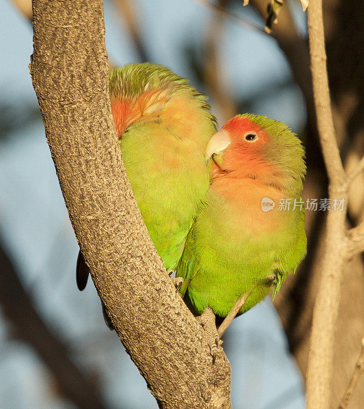 Rosyfaced Lovebird